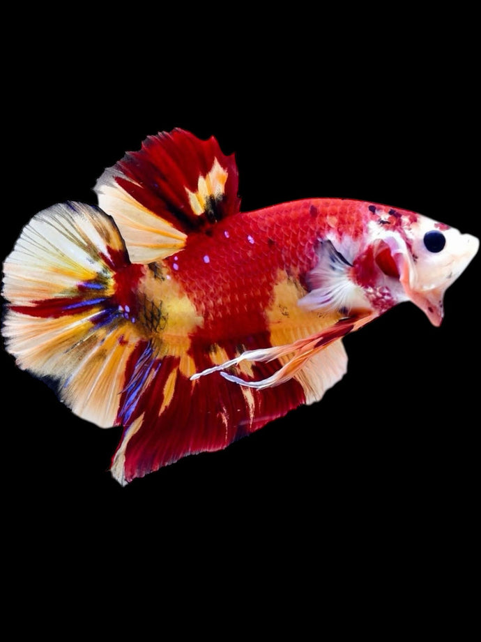 GIANT Male Halfmoon Plakat - Nemo Galaxy #2291 - Live Betta Fish