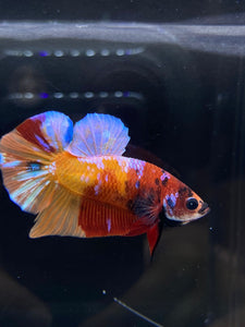 Male Halfmoon Plakat - Galaxy #2291 - Live Betta Fish