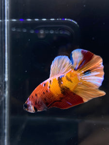 Male Halfmoon Plakat - Galaxy #2291 - Live Betta Fish