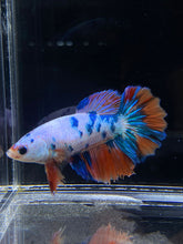 Load image into Gallery viewer, TOP GRADE Female Halfmoon -Galaxy #2292 - Live Betta Fish
