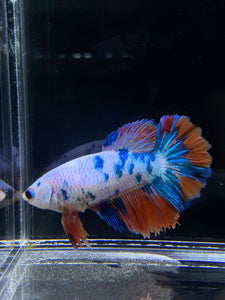 TOP GRADE Female Halfmoon -Galaxy #2292 - Live Betta Fish