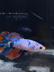 TOP GRADE Female Halfmoon -Galaxy #2292 - Live Betta Fish