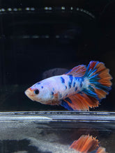 Load image into Gallery viewer, TOP GRADE Female Halfmoon -Galaxy #2292 - Live Betta Fish
