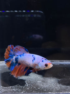 TOP GRADE Female Halfmoon -Galaxy #2292 - Live Betta Fish