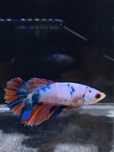 Load image into Gallery viewer, TOP GRADE Female Halfmoon -Galaxy #2292 - Live Betta Fish
