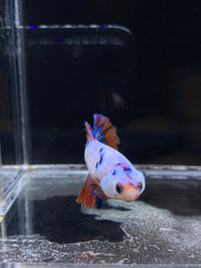 TOP GRADE Female Halfmoon -Galaxy #2292 - Live Betta Fish