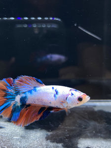 TOP GRADE Female Halfmoon -Galaxy #2292 - Live Betta Fish