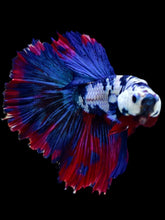 Load image into Gallery viewer, Male Rosetail - Galaxy #2293 - Live Betta Fish
