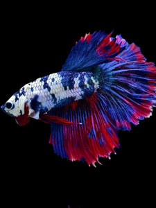 Male Rosetail - Galaxy #2293 - Live Betta Fish