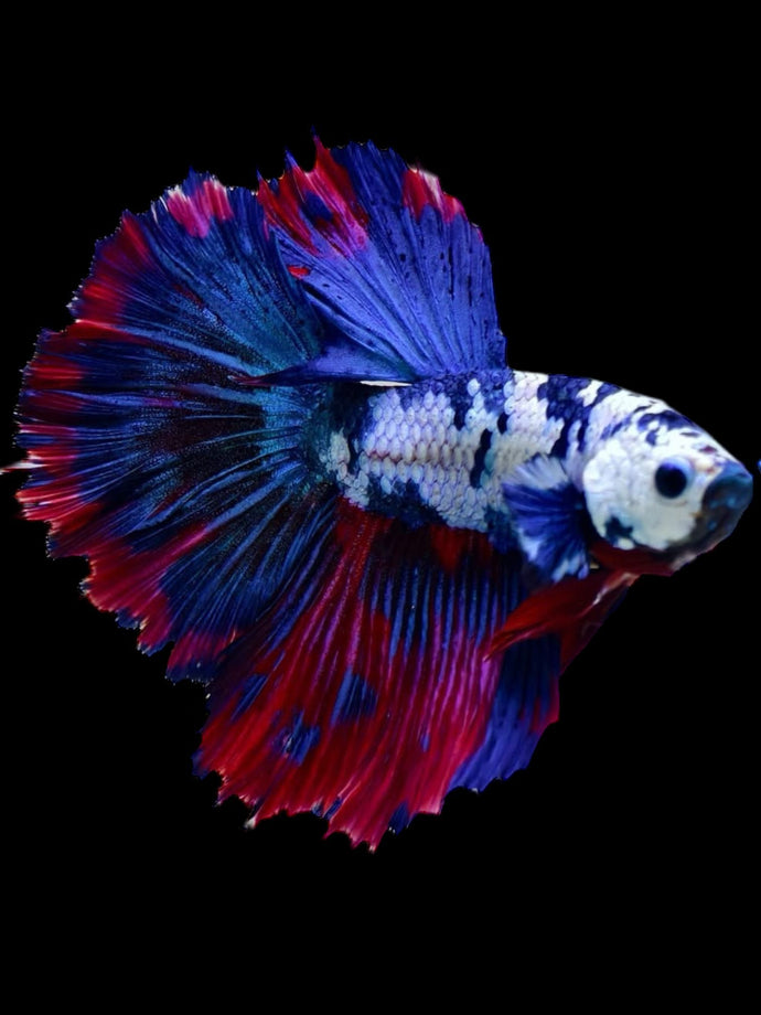 Male Rosetail - Galaxy #2293 - Live Betta Fish