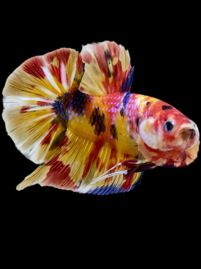 GIANT Male Halfmoon Plakat - Multicolor #2294 - Live Betta Fish