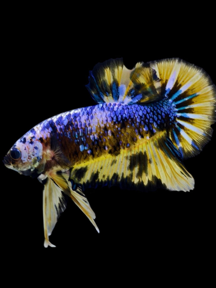 GIANT Male Halfmoon Plakat - Fancy Dragon #2295 - Live Betta Fish