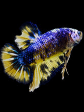 Load image into Gallery viewer, GIANT Male Halfmoon Plakat - Fancy Dragon #2295 - Live Betta Fish
