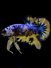 Load image into Gallery viewer, GIANT Male Halfmoon Plakat - Fancy Dragon #2295 - Live Betta Fish
