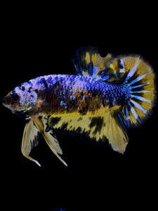 GIANT Male Halfmoon Plakat - Fancy Dragon #2295 - Live Betta Fish
