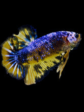 Load image into Gallery viewer, GIANT Male Halfmoon Plakat - Fancy Dragon #2295 - Live Betta Fish
