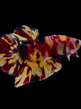 Load image into Gallery viewer, GIANT Male Halfmoon Plakat - Nemo Galaxy #2296 - Live Betta Fish

