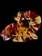 Load image into Gallery viewer, GIANT Male Halfmoon Plakat - Nemo Galaxy #2296 - Live Betta Fish
