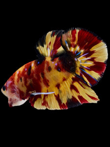 GIANT Male Halfmoon Plakat - Nemo Galaxy #2296 - Live Betta Fish