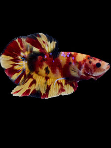 GIANT Male Halfmoon Plakat - Nemo Galaxy #2296 - Live Betta Fish