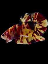 Load image into Gallery viewer, GIANT Male Halfmoon Plakat - Nemo Galaxy #2296 - Live Betta Fish

