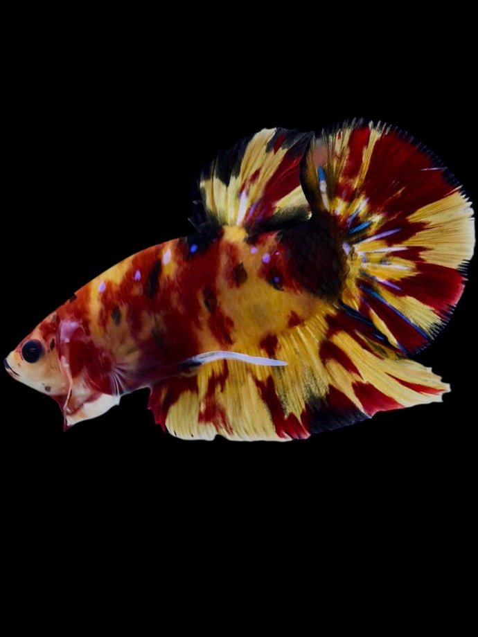 GIANT Male Halfmoon Plakat - Nemo Galaxy #2296 - Live Betta Fish