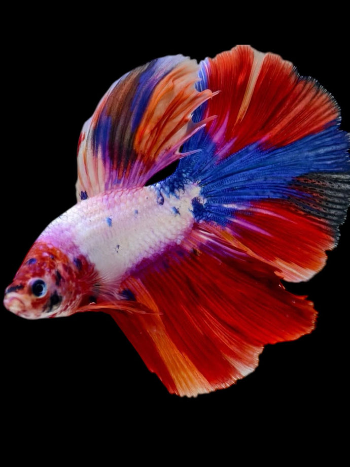 Male Halfmoon - Candy #2297 - Live Betta Fish