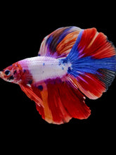 Load image into Gallery viewer, Male Halfmoon - Candy #2297 - Live Betta Fish
