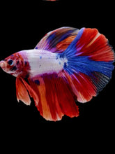 Load image into Gallery viewer, Male Halfmoon - Candy #2297 - Live Betta Fish
