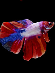 Male Halfmoon - Candy #2297 - Live Betta Fish