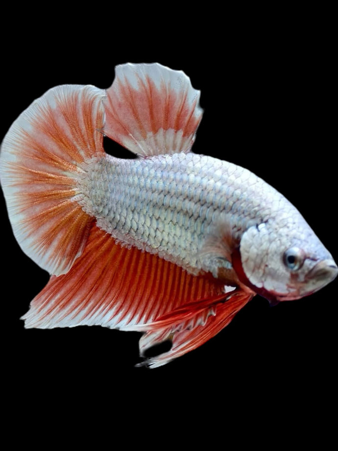Male Halfmoon Plakat - Orange Dragon #2298 - Live Betta Fish