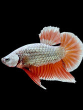 Load image into Gallery viewer, Male Halfmoon Plakat - Orange Dragon #2298 - Live Betta Fish

