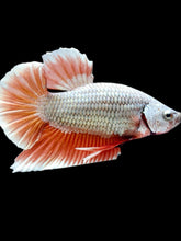Load image into Gallery viewer, Male Halfmoon Plakat - Orange Dragon #2298 - Live Betta Fish
