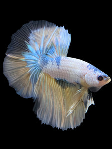 Male Halfmoon - Metallic Yellow #229 - Live Betta Fish