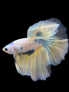 Male Halfmoon - Metallic Yellow #229 - Live Betta Fish