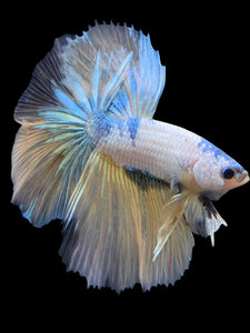 Male Halfmoon - Metallic Yellow #229 - Live Betta Fish