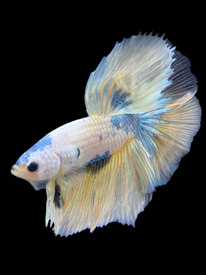 Male Halfmoon - Metallic Yellow #229 - Live Betta Fish