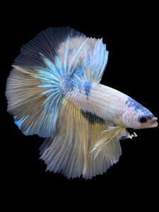 Male Halfmoon - Metallic Yellow #229 - Live Betta Fish