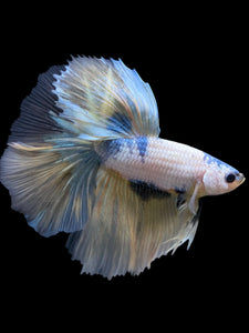 Male Halfmoon - Metallic Yellow #229 - Live Betta Fish