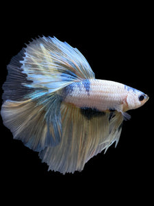 Male Halfmoon - Metallic Yellow #229 - Live Betta Fish