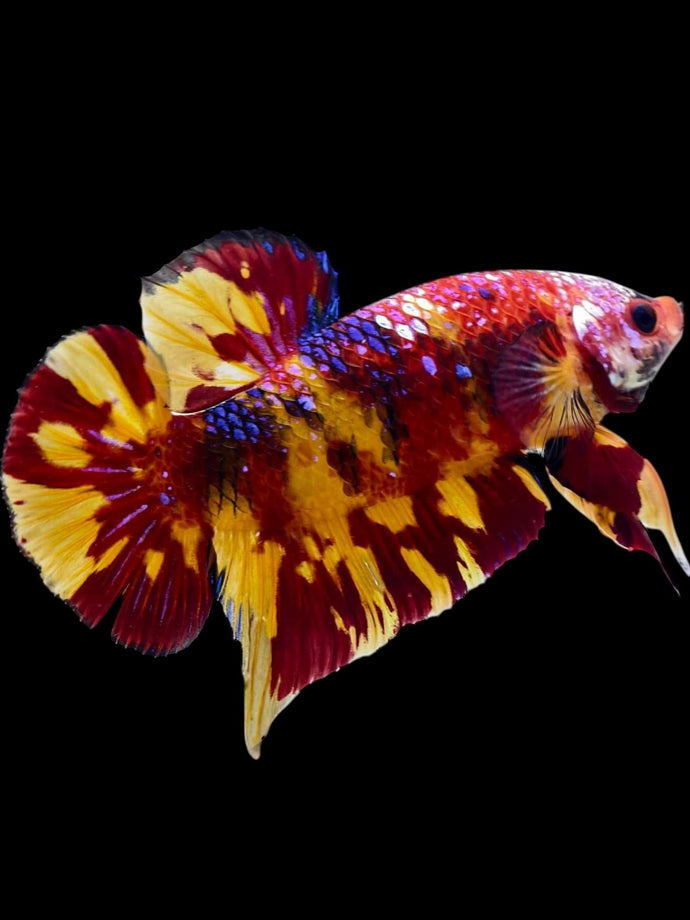GIANT Male Halfmoon Plakat - Multicolor #2300 - Live Betta Fish