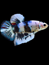 Load image into Gallery viewer, GIANT Male Halfmoon Plakat - Candy #2301 - Live Betta Fish
