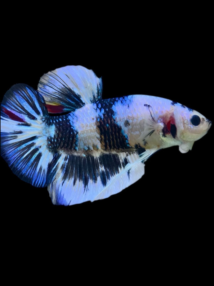 GIANT Male Halfmoon Plakat - Candy #2301 - Live Betta Fish
