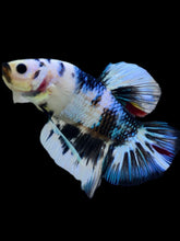 Load image into Gallery viewer, GIANT Male Halfmoon Plakat - Candy #2301 - Live Betta Fish
