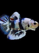 Load image into Gallery viewer, GIANT Male Halfmoon Plakat - Candy #2301 - Live Betta Fish

