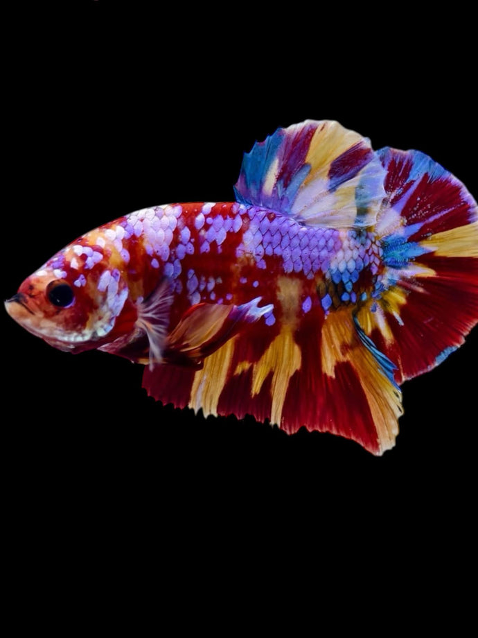 GIANT Male Halfmoon Plakat - Multicolor #2302 - Live Betta Fish