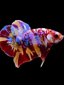 GIANT Male Halfmoon Plakat - Multicolor #2302 - Live Betta Fish