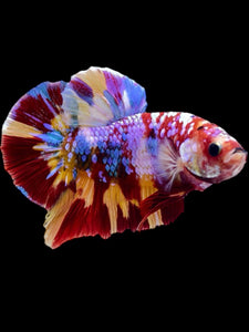 GIANT Male Halfmoon Plakat - Multicolor #2302 - Live Betta Fish