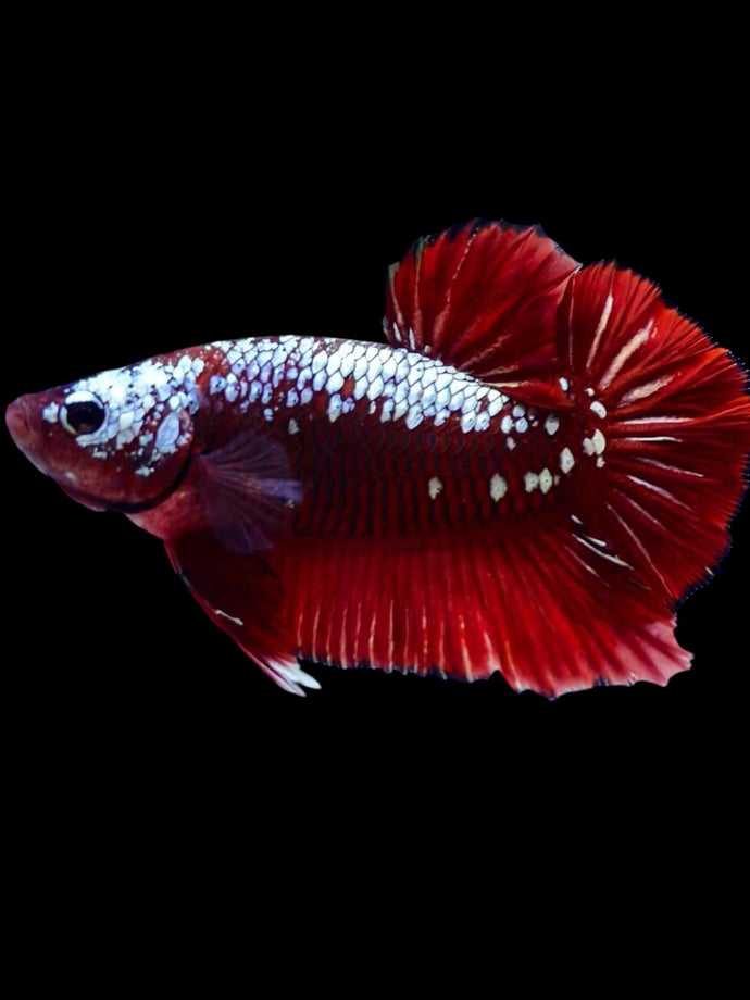 Male Halfmoon Plakat - Red Samurai #2304 - Live Betta Fish