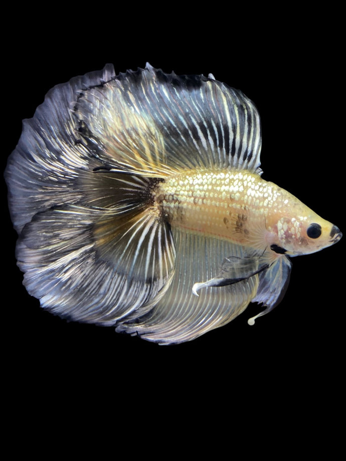 Male Fullmoon - Yellow Copper #2305 - Live Betta Fish